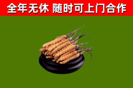 坊子回收冬虫夏草
