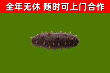 坊子回收海参干